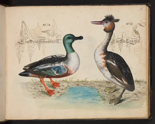 Description et délimitation naturelle exacte des oiseaux d