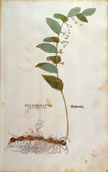 Sceau de Salomon à larges feuilles (Polygonatum latifolium) par Leonhart Fuchs de De historia stirpium commentarii insignes, gravure colorée