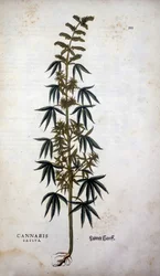 Cannabis Sativa (Chanvre cultivé) - dans « De Historia Stirpium commentarii insignia » par Leonhart Fuchs