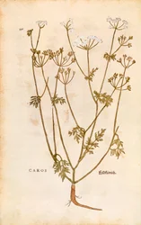 Carvi - Carum carvi (Caros) de De historia stirpium commentarii insignes, gravure en couleur