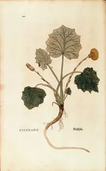 Tussilage (Tussilago farfara) par Leonhart Fuchs de De historia stirpium commentarii insignes, gravure en couleur