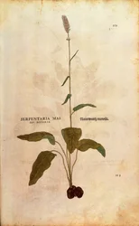 Bistorte - Persicaria bistorta par Leonhart Fuchs de De historia stirpium commentarii insignes, gravure en couleur