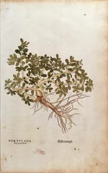 Pourpier commun - Portulaca oleracea (Portulaca sylvestris) par Leonhart Fuchs de De historia stirpium commentarii insignes, gravure colorée