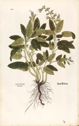 Sauge officinale par Leonhart Fuchs de De historia stirpium commentarii insignes, gravure colorée