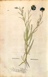 Bleuet (Centaurea cyanus) par Leonhart Fuchs de "De historia stirpium commentarii insignes" (Commentaires notables sur l