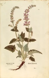 Gueule de dragon (Horminum ou Orminum sylvestre) par Leonhart Fuchs de De historia stirpium commentarii insignes (Commentaires notables sur l