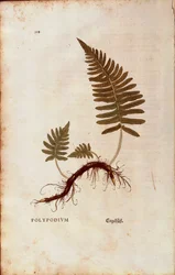 Fougère, polypode commun (Polypodium vulgare) par Leonhart Fuchs de De historia stirpium commentarii insignes (Notable Commentaries on the History of Plants) gravure colorée