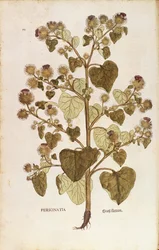 Grande bardane - Arctium lappa par Leonhart Fuchs de De historia stirpium commentarii insignes, gravure colorée