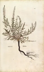 Bruyère - Calluna vulgaris, de De historia stirpium commentarii insignes (Notable Commentaries on the History of Plants)