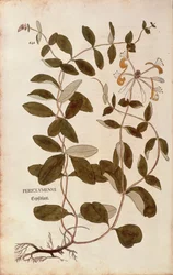 Chèvrefeuille - Lonicera periclymenum, de De historia stirpium commentarii insignes (Notable Commentaries on the History of Plants)