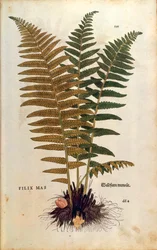 Fougère mâle (Dryopteris filix-mas) par Leonhart Fuchs de De historia stirpium commentarii insignes (Notable Commentaries on the History of Plants), gravure colorée