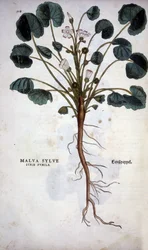 Malva Sylvestre (Grande Mauve) - dans « De Historia Stirpium commentarii insignia » par Leonhart Fuchs