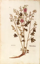 Guimauve - Althaea par Leonhart Fuchs de De historia stirpium commentarii insignes, gravure colorée