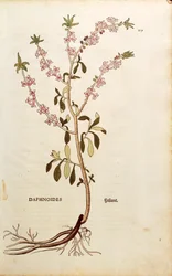 Bois-joli - Daphne mezereum par Leonhart Fuchs de De historia stirpium commentarii insignes, gravure en couleur
