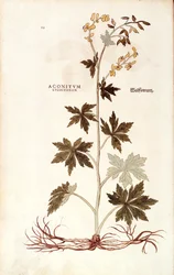 Aconit du Nord (Aconitum lycoctonum) de De historia stirpium commentarii insignes, gravure en couleur