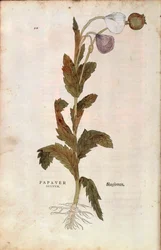 Pavot somnifère - Papaver somniferum (Papaver satiuum) de De historia stirpium commentarii insignes, gravure en couleur