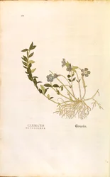 Pervenche - Vinca minor par Leonhart Fuchs de De historia stirpium commentarii insignes, gravure en couleur
