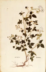 Planche : Ronce par Leonhart Fuchs de De historia stirpium commentarii insignes, gravure en couleur