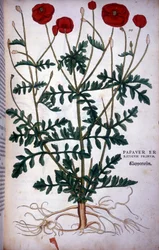 Coquelicot dans "De Historia Stirpium commentarii badges..." par Leonhart Fuchs