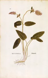 Bétoine officinale - Stachys officinalis, de De historia stirpium commentarii insignes (Notable Commentaries on the History of Plants)
