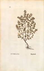 Euphraise rouge (Euphrasia officinalis) de De historia stirpium commentarii insignes, gravure en couleur