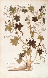Bryone dioïque - Bryonia dioica, de De historia stirpium commentarii insignes (Notable Commentaries on the History of Plants)