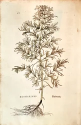 Romarin (Rosmarinus officinalis)