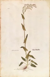 Oseille ou patience-épinard - Rumex acetosa (Oxalis), tirée du De historia stirpium commentarii insignes de Leonhart Fuchs (Commentaires remarquables sur l