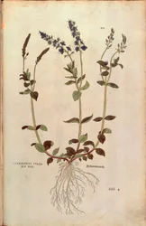 Véronique - Veronica officinalis ou Véronique bleue compacte - Veronica allionii (Chamaedrys vulgaris mas) de De historia stirpium commentarii insignes, gravure en couleur