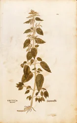 Ortie dioïque - Urtica dioica par Leonhart Fuchs de De historia stirpium commentarii insignes, gravure en couleur