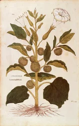 Datura stramoine - Datura stramonium par Leonhart Fuchs de De historia stirpium commentarii insignes, gravure en couleur