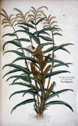 Turcicum Frumentum (Maïs) - dans « De Historia Stirpium commentarii insignes » par Leonhart Fuchs