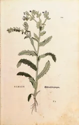 Vipérine commune - Echium vulgare, de De historia stirpium commentarii insignes (Notable Commentaries on the History of Plants)