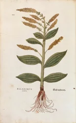 Hellébore blanc - Veratrum album par Leonhart Fuchs de De historia stirpium commentarii insignes, gravure en couleur