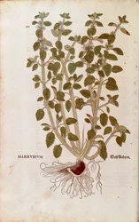 Marrube blanc (Marrubium vulgare) par Leonhart Fuchs de De historia stirpium commentarii insignes (Notable Commentaries on the History of Plants) gravure colorée