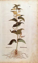 Herbe à la couleuvre - Cynanchum vincetoxicum (Asclepias) par Leonhart Fuchs de De historia stirpium commentarii insignes, gravure colorée