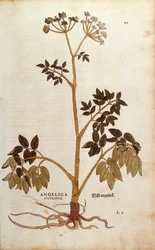 Angélique sauvage par Leonhart Fuchs de De historia stirpium commentarii insignes, gravure colorée