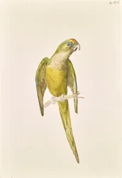 Perroquet