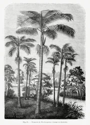 Dessin vintage de palmier II