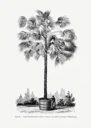 Dessin vintage de palmier X