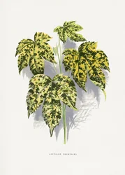 Illustration d
