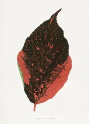 Illustration d
