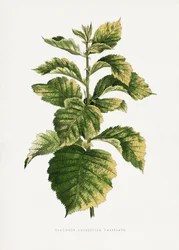 Illustration d