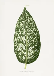 Illustration d