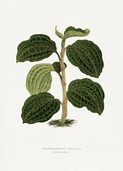 Illustration d