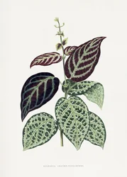 Illustration d