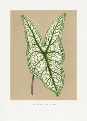 Illustration d