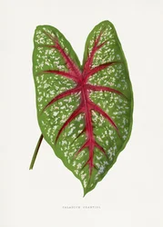 Illustration d