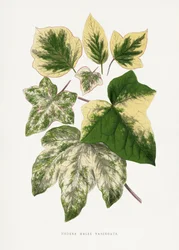 Illustration d