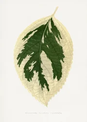 Illustration d